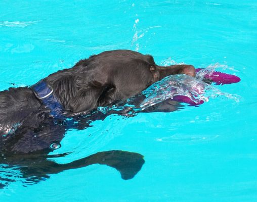 Gottit!
Keywords: Lucky Chocolate Labrador