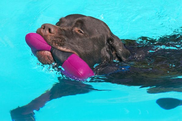 This is bliss
Keywords: Lucky Chocolate Labrador