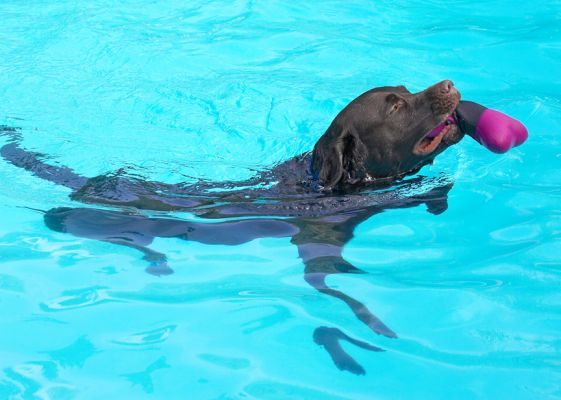 Gotta keep my head dry
Ključne besede: Lucky Chocolate Labrador