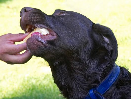 What every boy needs after a swim - an ice cream
Palabras clave: Lucky Chocolate Labrador haddock ice cream
