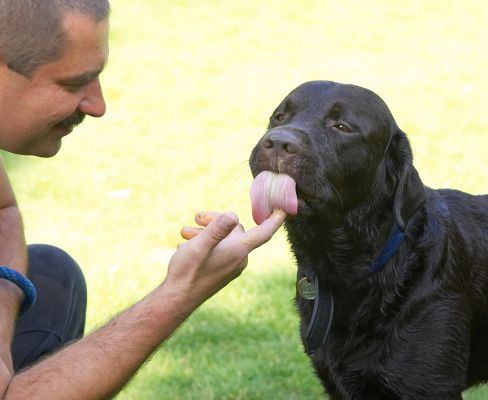 Is that all that's left?
Trefwoorden: Lucky Chocolate Labrador tongue Zbigniew