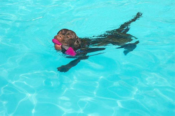 No, I am NOT getting out
Λέξεις-κλειδιά: Lucky Chocolate Labrador