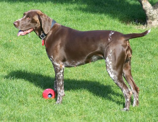Where did I put the ball?
Anahtar kelimeler: Jess German Shorthaired Pointer