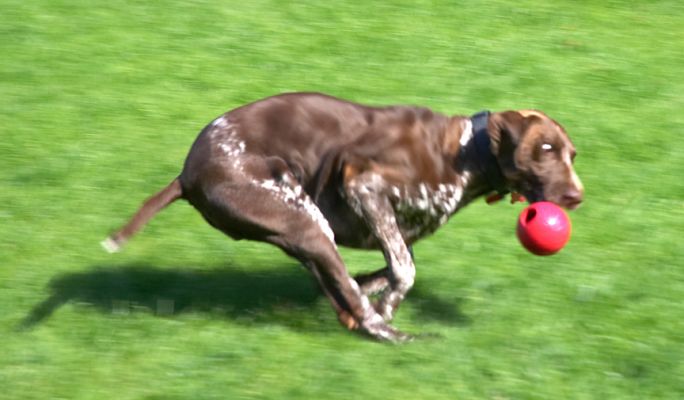 Look, I'm so fast, I'm just a blur
Keywords: Jess German Shorthaired Pointer