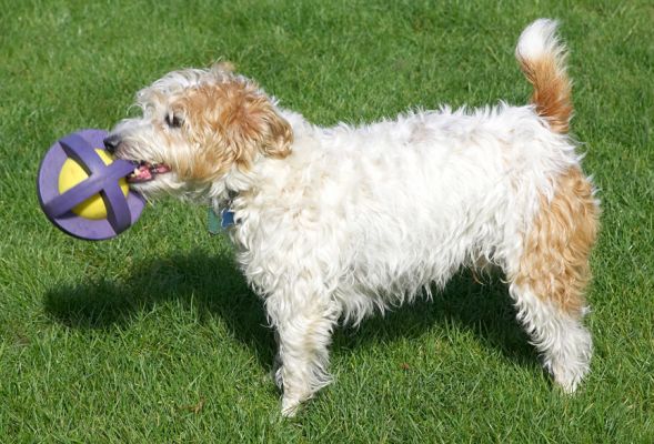 This is my absolute favourite toy
Palabras clave: Ken Jack Russell Corgi Cross X
