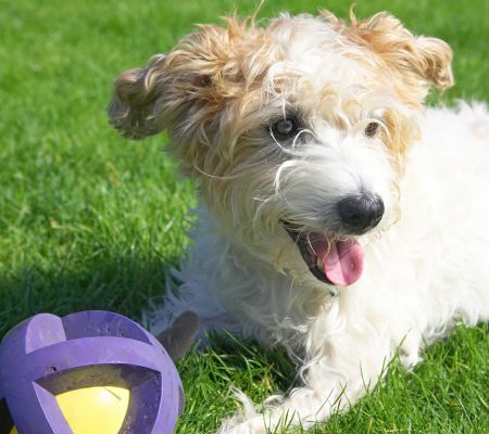 Jus' guarding my ball while I take a rest
Ключові слова: Ken Jack Russell Corgi X Cross