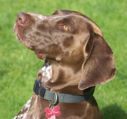 I think that's for me
Λέξεις-κλειδιά: Jess German Shorthaired Pointer