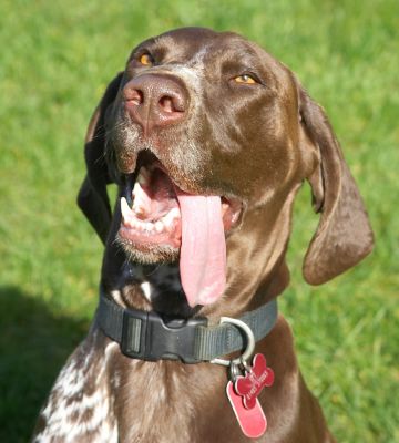 OK, you got my attention
Ключови думи: Jess German Shorthaired Pointer tongue