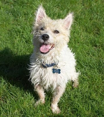 Look at me sitting all attentive
Anahtar kelimeler: John Johnny Jack Russell Lakeland Terrier Cross X tongue