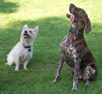 Hey, this looks good
Ključne besede: Jess German Shorthaired Pointer tongue John Johnny Jack Russell Lakeland Terrier Cross X