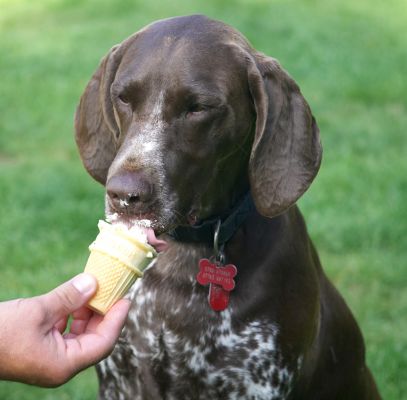 Who wants ball when there's ice cream on offer
Ključne besede: Jess German Shorthaired Pointer tongue haddock ice cream