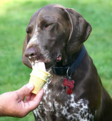 Yum, yum, yum
Anahtar kelimeler: Jess German Shorthaired Pointer haddock ice cream tongue