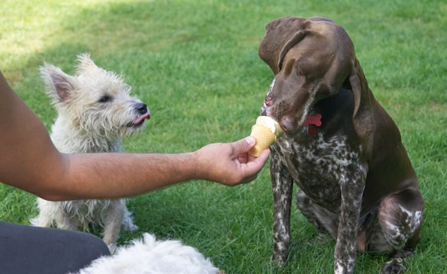 Well. when do I get some?
Anahtar kelimeler: John Johnny Jack Russell Lakeland Terrier Cross X Jess German Shorthaired Pointer haddock ice cream