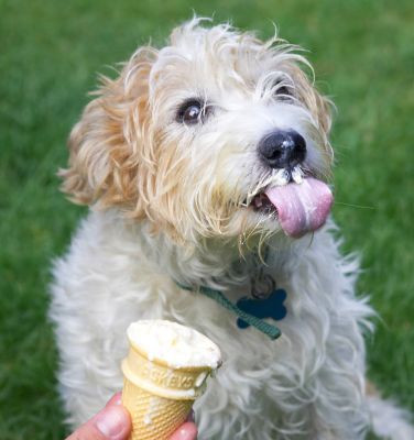 Yep, this is yummy
Keywords: Ken Jack Russell Terrier Corgi X cross tongue haddock ice cream