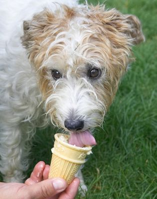Back for another session
Palabras clave: Ken Jack Russell Terrier Corgi cross X tongue haddock ice cream