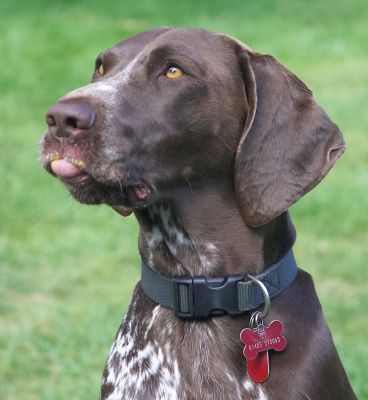 Don't move, I'll be ready for more soon
Anahtar kelimeler: Jess German Shorthaired Pointer tongue