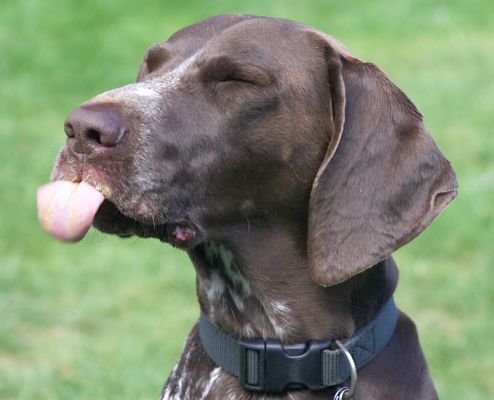 Mmmmmmmmmmmmmmmmm
Keywords: Jess German Shorthaired Pointer tongue