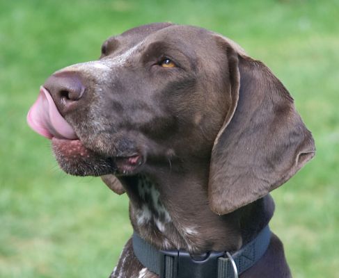 I just love food
Anahtar kelimeler: Jess German Shorthaired Pointer tongue