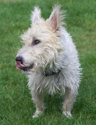 Butter wouldn't melt...............
Trefwoorden: John Johnny Jack Russell Terrier Lakeland cross X tongue