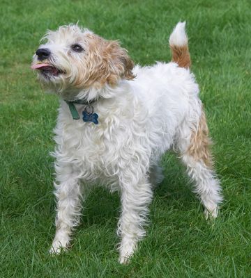 I can keep up with the others
Ključne besede: Ken Jack Russell Terrier Corgi cross X tongue