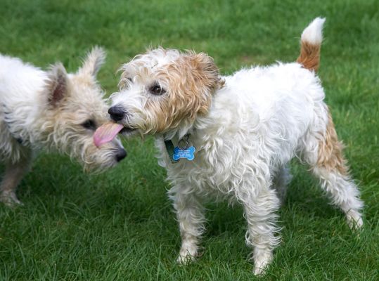 Boy, you got a long tongue there
الكلمات الإستدلالية(لتسهيل البحث): Ken John Johnny Jack Russell Terrier Corgi Lakeland cross X tongue