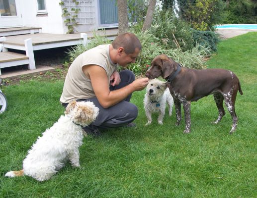 Hey, what about us?!
Ključne besede: Jess Ken John Johnny German Shorthaired Pointer Jack Russell Lakeland Terrier Corgi cross X Zbigniew