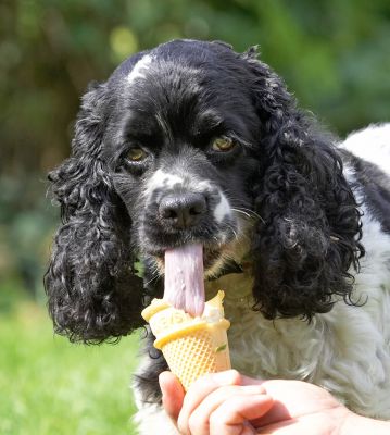 I knew I had this long tongue for a good reason
Λέξεις-κλειδιά: Walter Cocker Spaniel haddock ice cream tongue