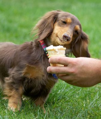 Hmmm, now where shall I start?
Schlüsselwörter: Alberta Longhaired Miniature Daschund haddock ice cream