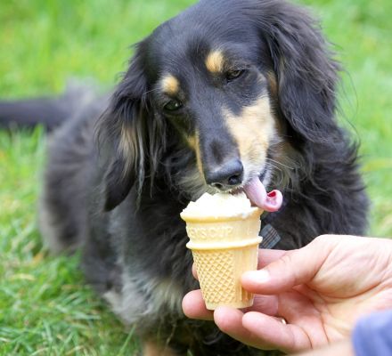 Oh, I know I shouldn't be snacking but this is sooooo yummy
Mots-clés: Cartridge Longhaired Miniature Daschund haddock ice cream tongue