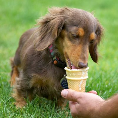 Boy, this ice cream goes a long way down
Keywords: Alberta Longhaired Miniature Daschund haddock ice cream tongue