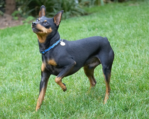D'ya have something for me?!
Keywords: Barney Chico Dog Dogs Miniature Pinscher