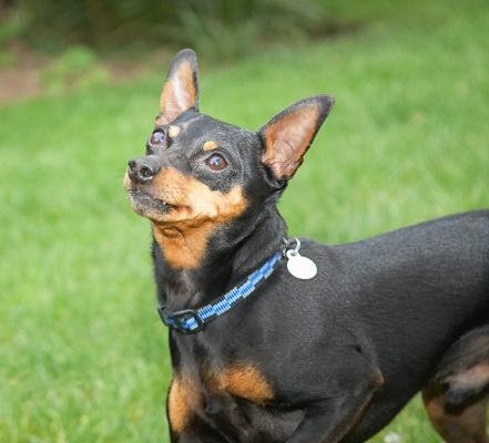 I'm still waiting.............
Trefwoorden: Barney Chico Dog Dogs Miniature Pinscher