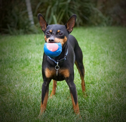 can't talk now, got my mouth full
Mots-clés: Barney Chico Dog Dogs Miniature Pinscher