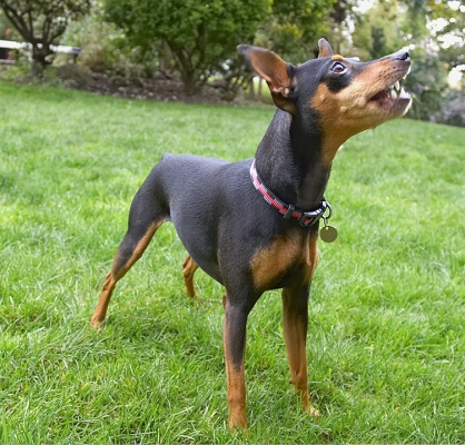 I'm all ears
Keywords: Barney Chico Dog Dogs Miniature Pinscher