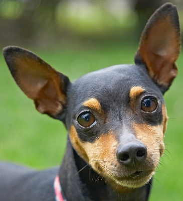 Aren't I just a cutie pie
Słowa kluczowe: Barney Chico Dog Dogs Miniature Pinscher