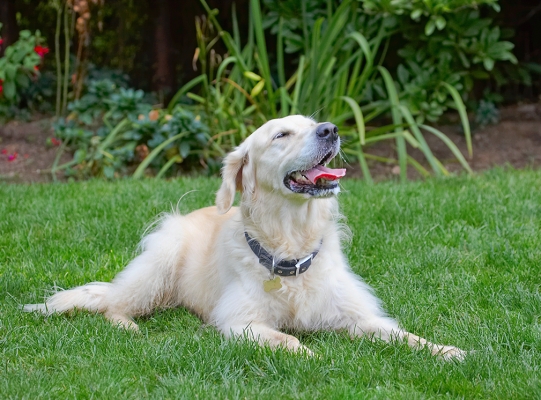 ........... a big one!
Klíčová slova: Dog Dogs Golden Retriever Rosie Tongue