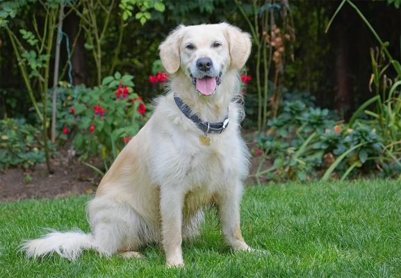 Don't I look pretty
Mots-clés: Dog Dogs Golden Retriever Rosie Tongue