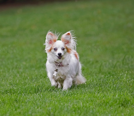 Just off exploring
Anahtar kelimeler: Dog Dogs Papillon Portia Tongue
