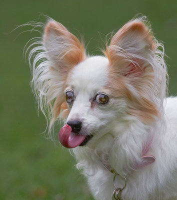 A delicate touch
Słowa kluczowe: Dog Dogs Papillon Portia Tongue