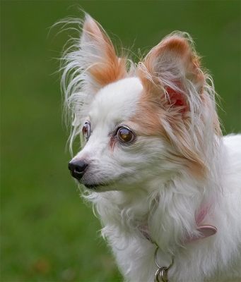 The watch bird
Schlüsselwörter: Dog Dogs Papillon Portia Tongue