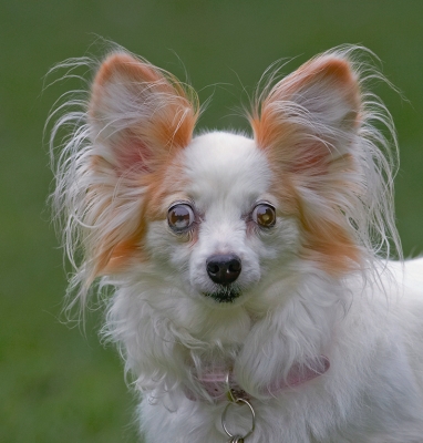 I'm keeping a beady eye on you
Anahtar kelimeler: Dog Dogs Papillon Portia Tongue