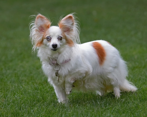 Are we gonna play now?
Palabras Clave: Dog Dogs Papillon Portia Tongue