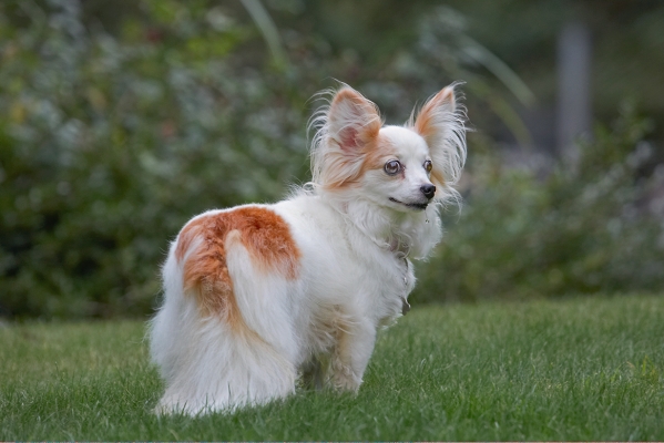 Hey, I look good enough for Crufts...........
Trefwoorden: Dog Dogs Papillon Portia Tongue