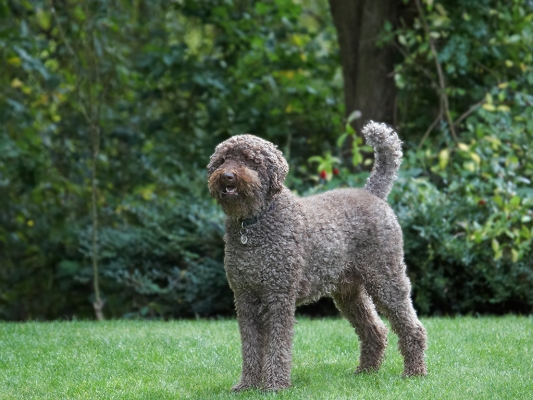 OK, let's have some action
Ključne besede: Dog Dogs Elvis Poodles Standard Poodle Tongue