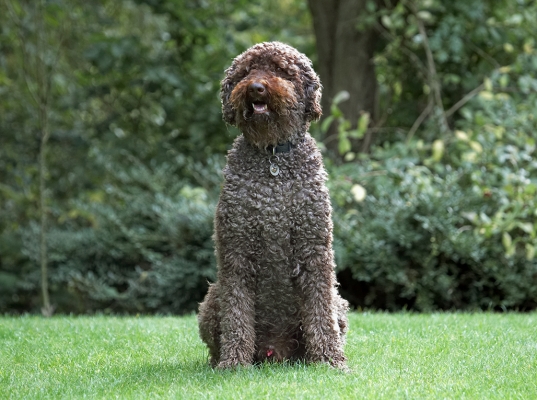 Mr Handsome
Palabras Clave: Dog Dogs Elvis Poodles Standard Poodle Tongue