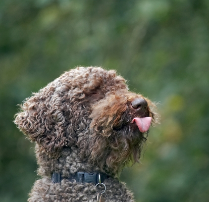.... hmmm, on the other hand .......
Trefwoorden: Dog Dogs Elvis Poodles Standard Poodle Tongue