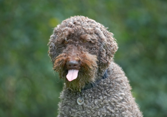 Well, same to you
Ключові слова: Dog Dogs Elvis Poodles Standard Poodle Tongue