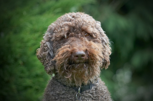I AM smiling
الكلمات الإستدلالية(لتسهيل البحث): Dog Dogs Elvis Poodles Standard Poodle Tongue