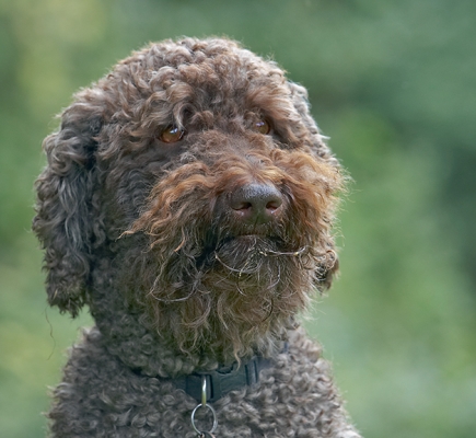 Jus' thinking
Palabras clave: Dog Dogs Elvis Poodles Standard Poodle Tongue