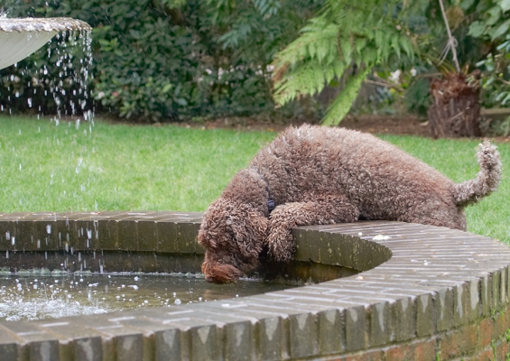 .......... oh, goody, mucky water
Λέξεις-κλειδιά: Dog Dogs Elvis Poodles Standard Poodle Tongue
